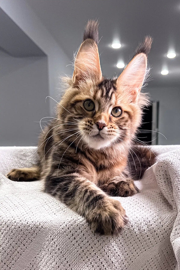 Adorable Brown Tabby Maine Coon Kitten named Spicegirl, ready for playful adventures