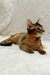 Abyssinian cat with orange collar lounging regally for Spike the Abyssinian Kitten