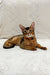 Abyssinian cat with a red collar lounging on white fabric for Spike Abyssinian Kitten