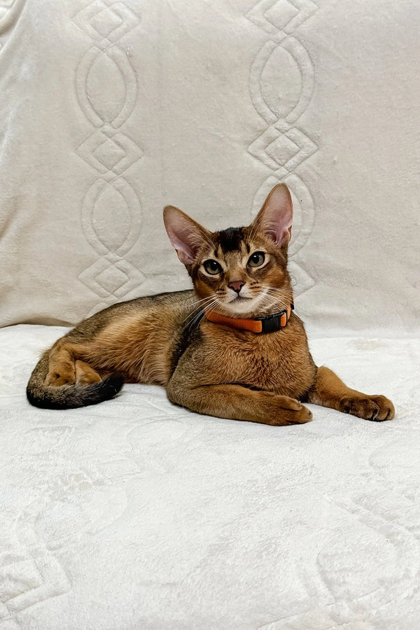 Abyssinian cat with a red collar lounging on white fabric for Spike Abyssinian Kitten