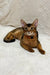 Abyssinian cat in a red collar chilling out, perfect for Spike | Abyssinian Kitten