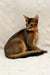 Abyssinian kitten named Spike with reddish-brown fur and a stylish collar