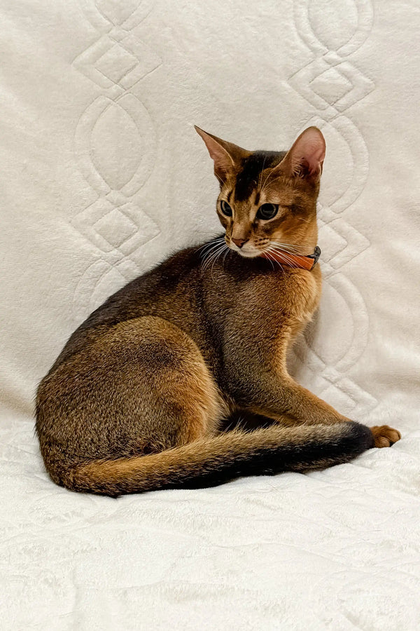 Abyssinian kitten named Spike with reddish-brown fur and a stylish collar