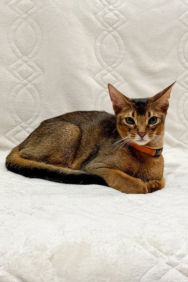 Abyssinian kitten named Spike with reddish-brown fur and an orange collar