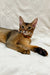 Abyssinian kitten Spike with reddish-brown fur lounging on its side