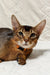 Abyssinian cat with ruddy fur and almond eyes in an orange collar for Spike Abyssinian Kitten