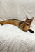 Abyssinian cat relaxing on soft white fabric for Spike Abyssinian Kitten product