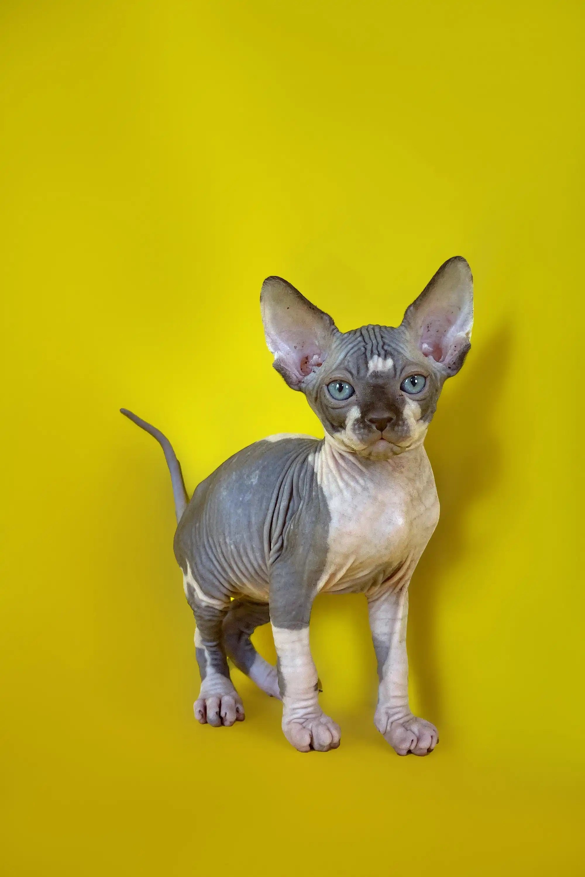 Sphynx Cats for Sale | Kittens For Spotty | Kitten