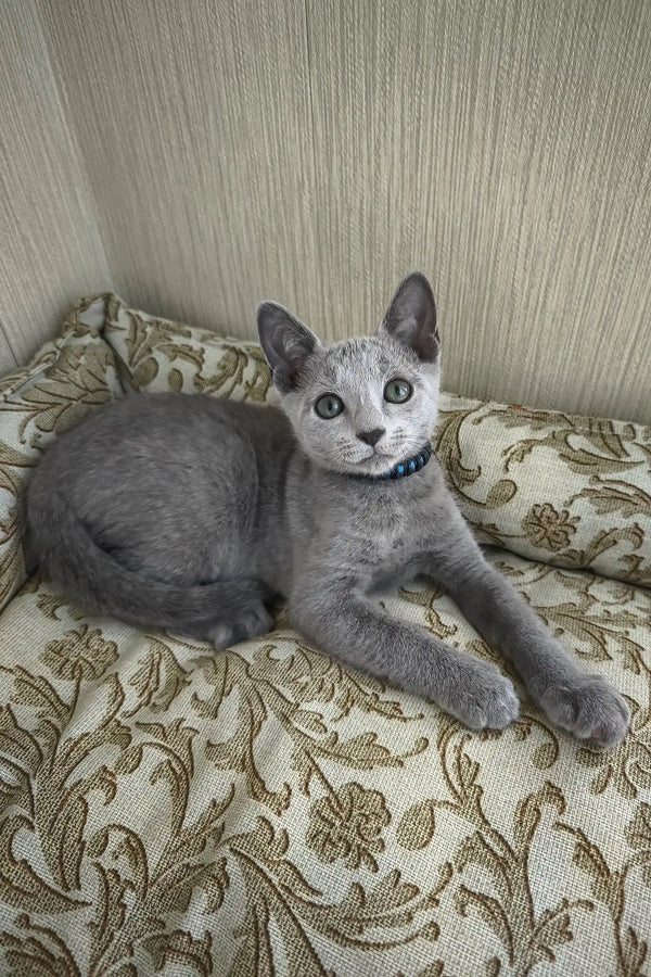 Sprite | russian blue kitten