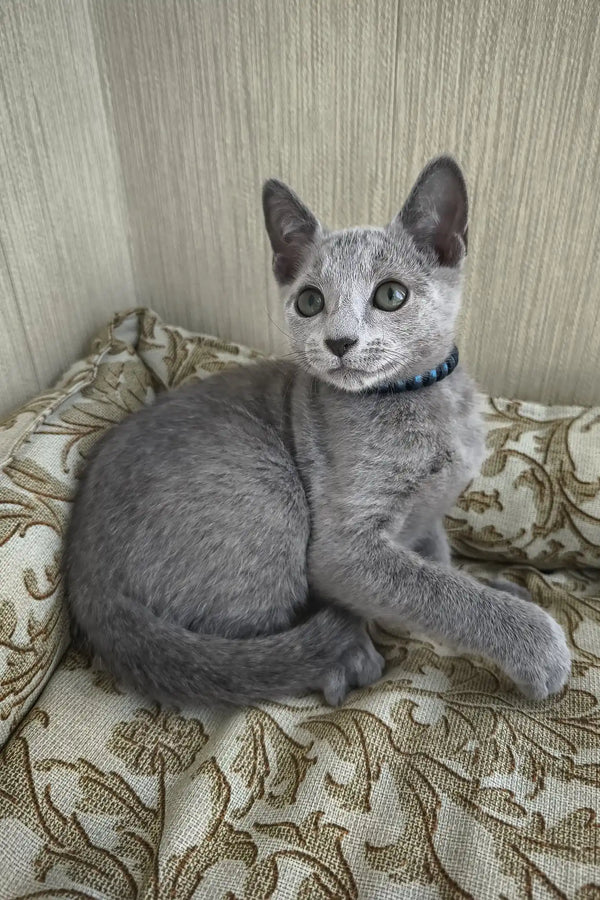 Sprite | russian blue kitten