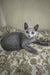 Sprite | russian blue kitten