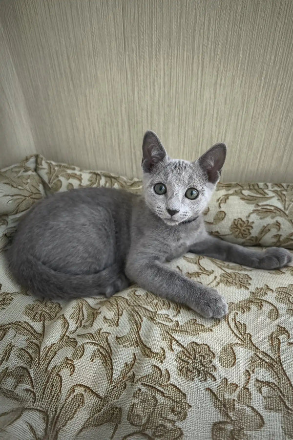 Sprite | russian blue kitten