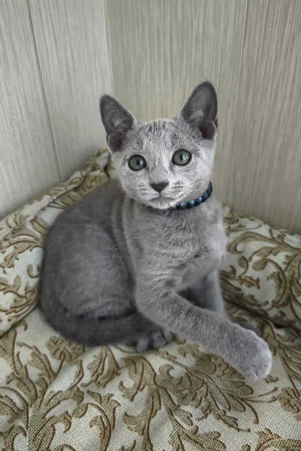 Sprite | russian blue kitten