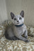 Sprite | russian blue kitten