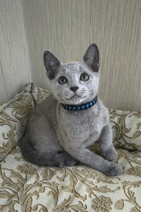 Sprite | russian blue kitten