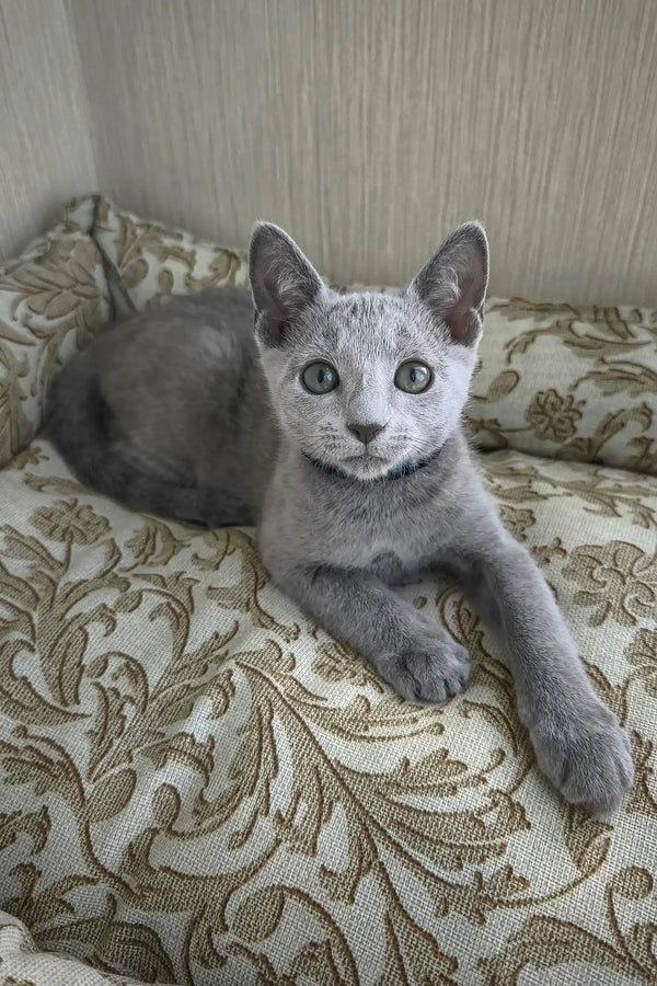 Sprite | russian blue kitten