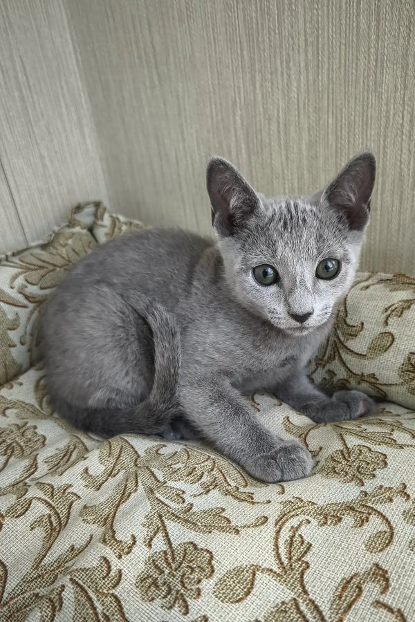 Sprite | russian blue kitten