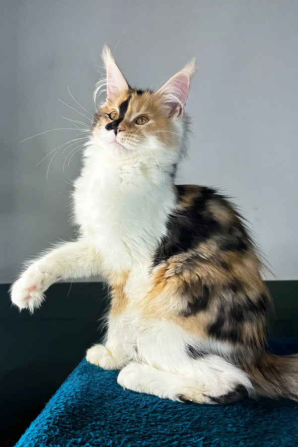 Stacey | maine coon kitten