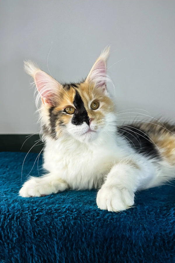 Stacey | maine coon kitten