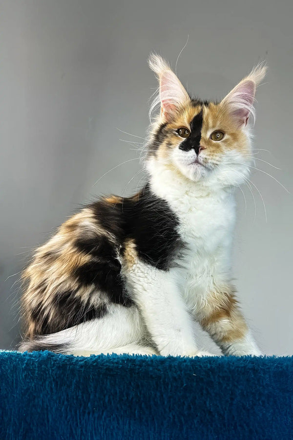 Stacey | maine coon kitten