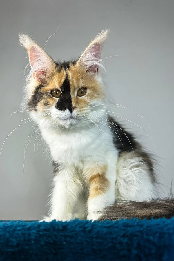 Stacey | maine coon kitten