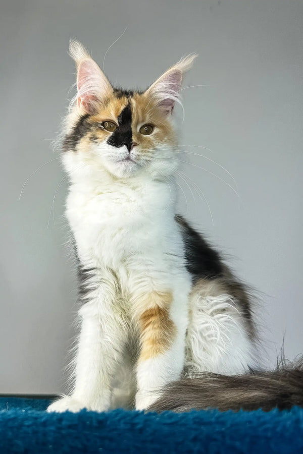 Stacey | maine coon kitten