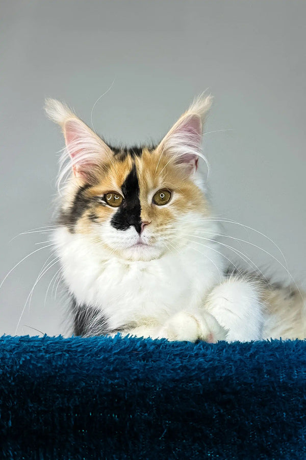 Stacey | maine coon kitten
