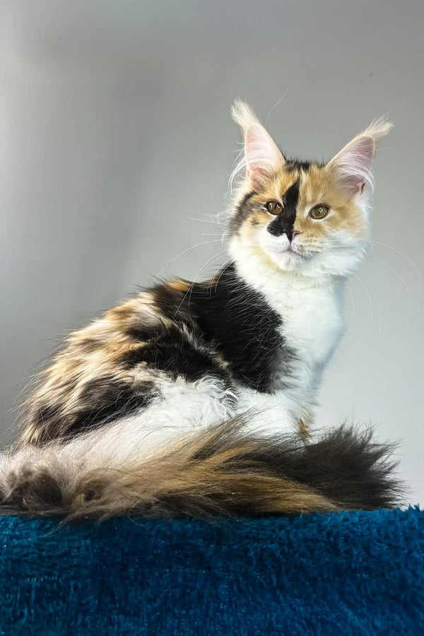 Stacey | maine coon kitten