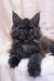 Gray Maine Coon kitten with fluffy fur and ear tufts from Stanislava collection