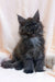 Fluffy gray Maine Coon kitten with bright blue eyes sitting upright, looking adorable