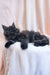 Fluffy black Maine Coon kitten lounging on soft light fabric, looking adorable