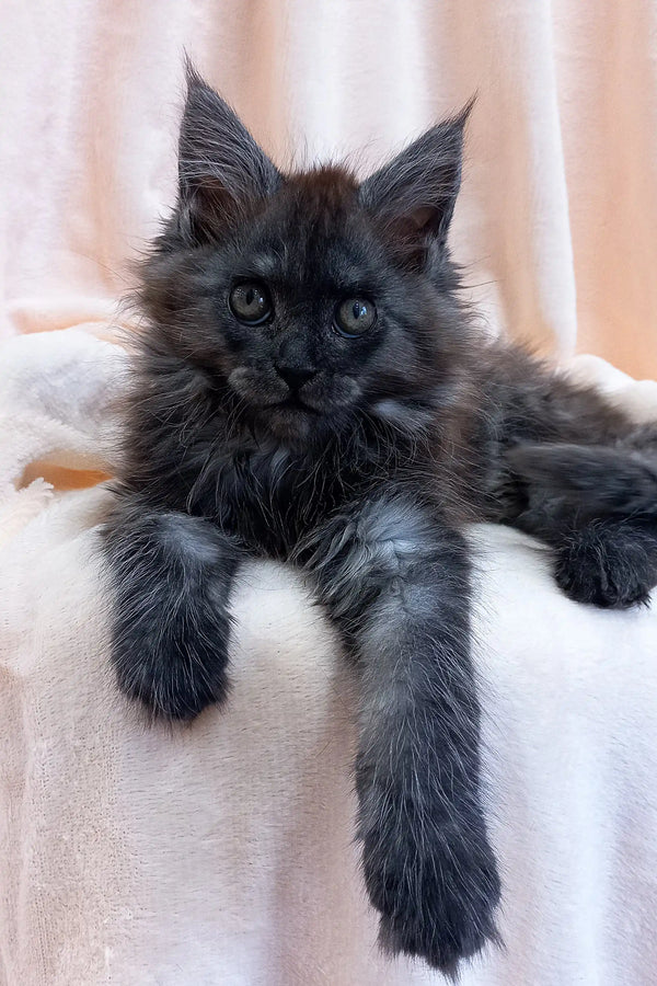 Fluffy gray Maine Coon kitten with piercing eyes and long fur, perfect pet choice
