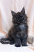 Fluffy gray Maine Coon kitten with pointed ears and bright eyes, perfect for cuddles