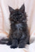 Fluffy gray Maine Coon kitten with bright eyes and long fur, perfect for a cozy home