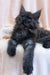 Fluffy gray Maine Coon kitten with alert eyes and outstretched paws ready to play