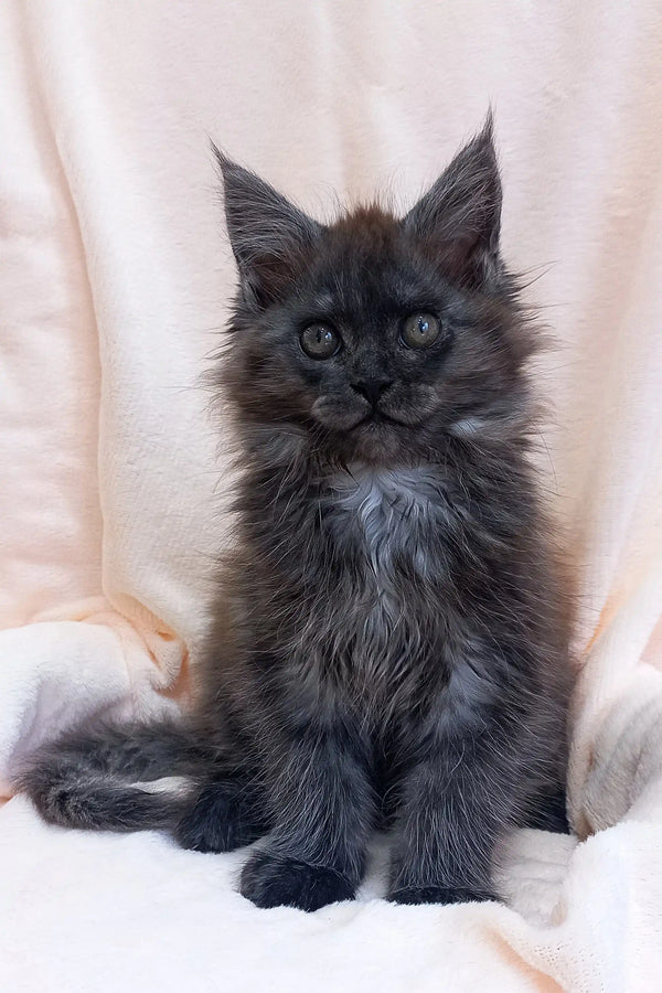 Fluffy gray Maine Coon kitten with bright blue eyes and pointed ears, named Stanislava