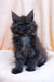 Fluffy gray Maine Coon kitten with bright blue eyes, perfect for your family!