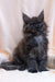 Fluffy gray Maine Coon kitten with bright eyes and pointed ears, perfect cuteness!