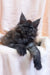 Fluffy gray Maine Coon kitten with bright eyes and tufted ears in Stanislava product