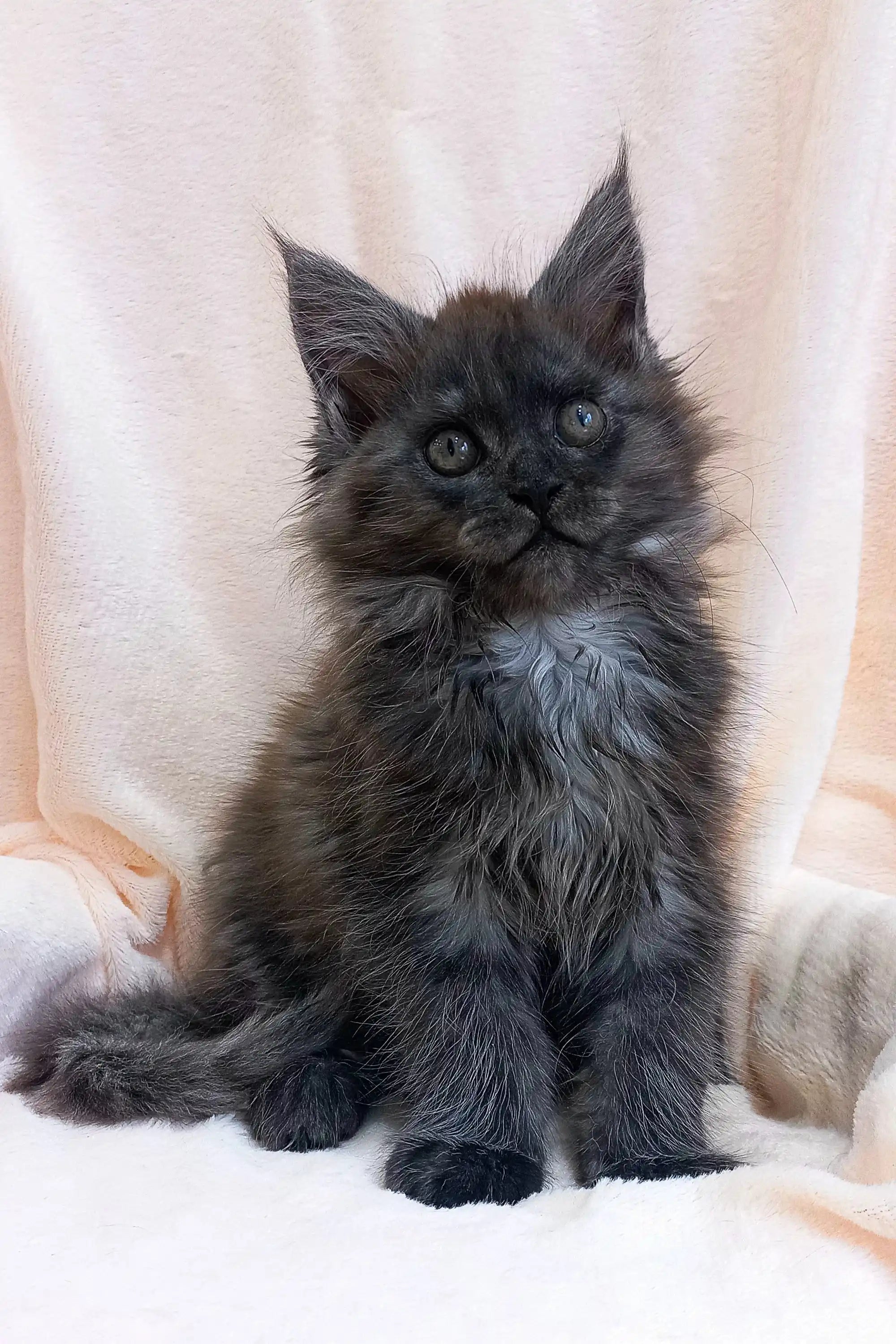 Maine Coon Kittens for Sale Stanislava | Kitten