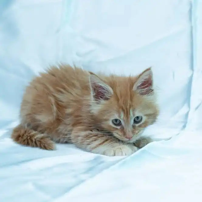 Maine Coon Kittens for Sale Stanley | Kitten