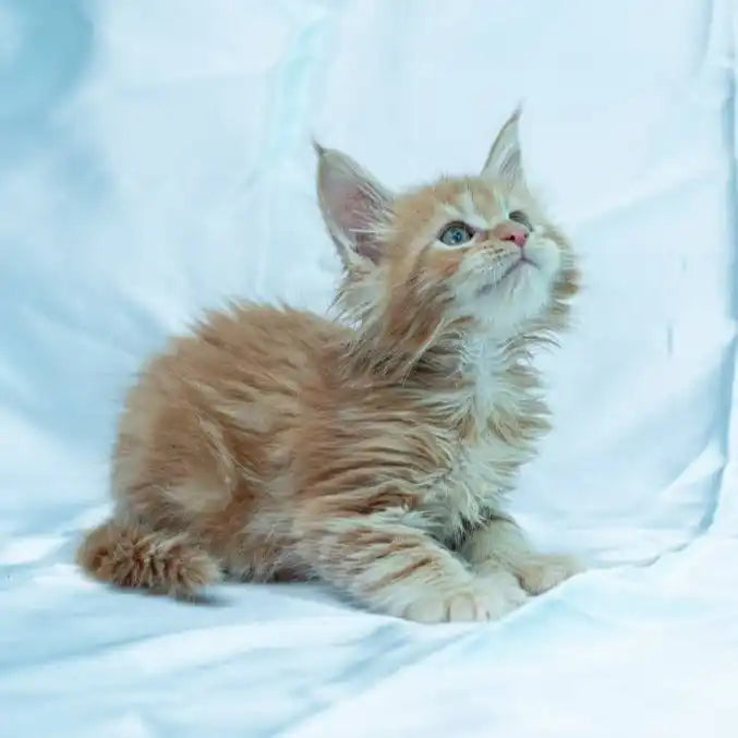 Maine Coon Kittens for Sale Stanley | Kitten