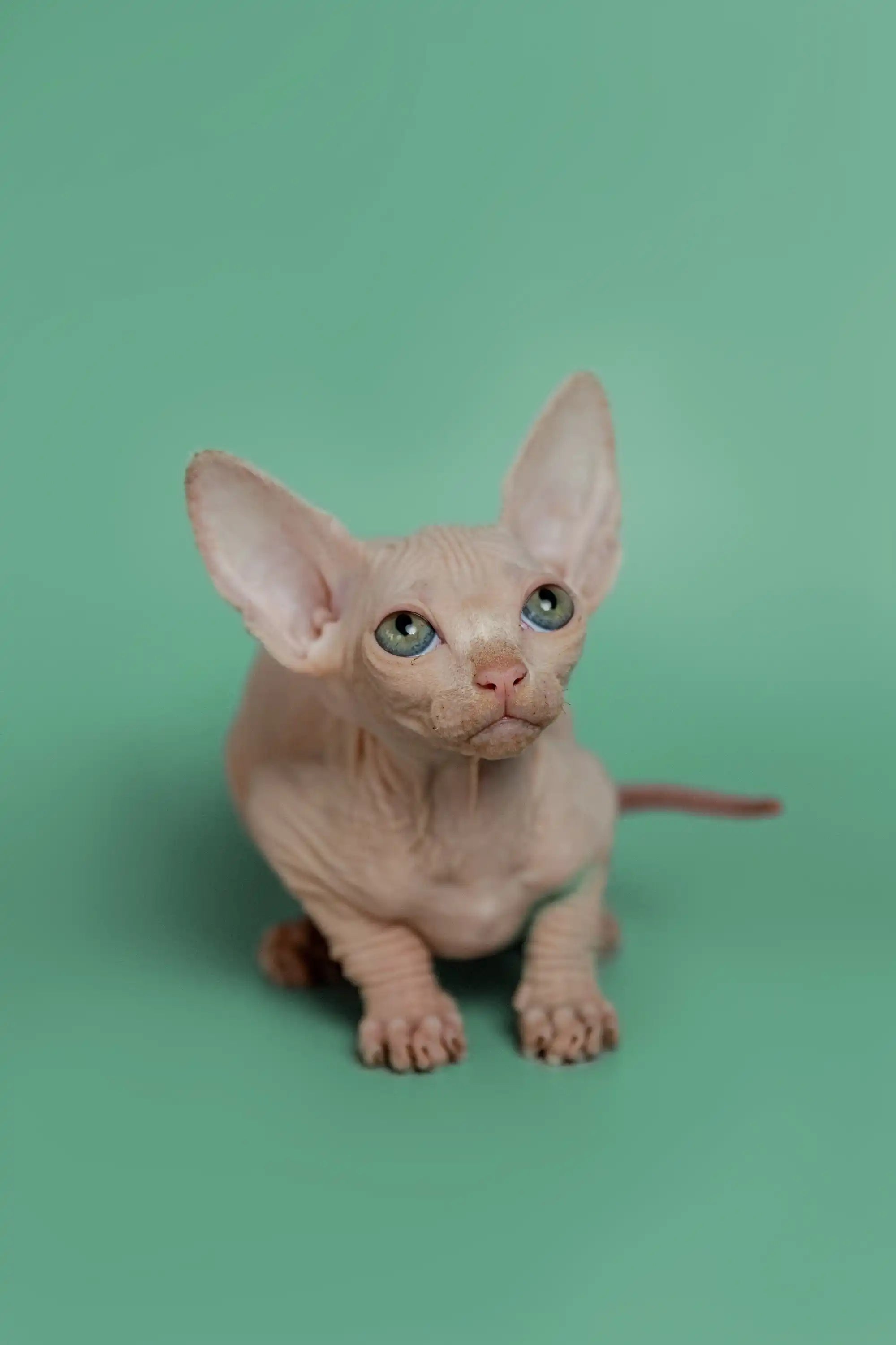 Sphynx Cats and Kittens for Sale Star | Kitten