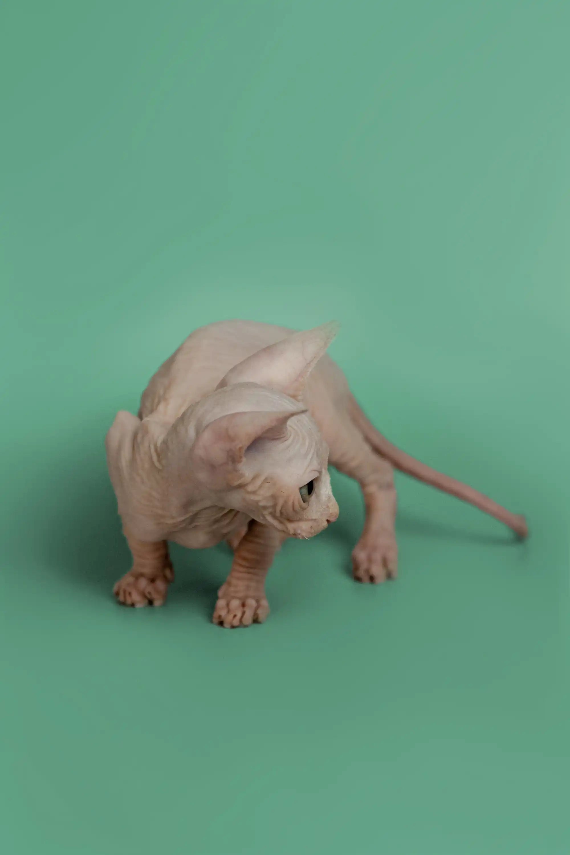 Hairless Sphynx Cats & Kittens for Sale Star | Kitten