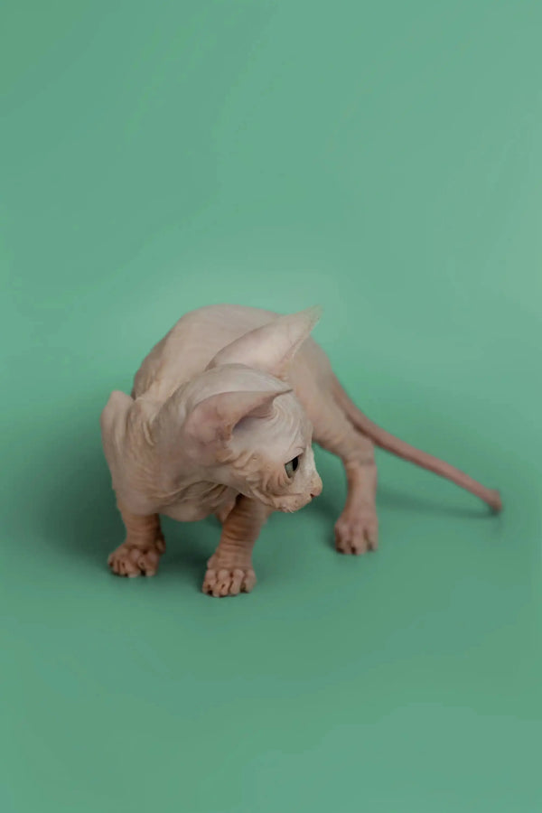 Crouched Sphynx kitten with wrinkled skin, perfect for your next pet!