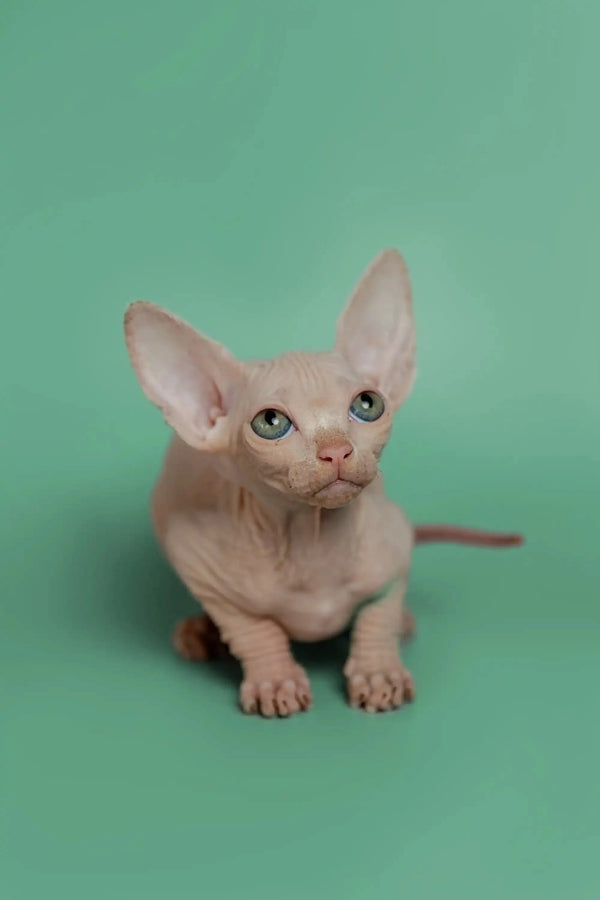 Adorable Hairless Sphynx Kitten named Star with big ears and bright, alert eyes