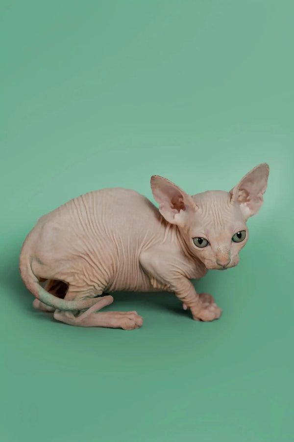 Adorable Hairless Sphynx kitten with wrinkled pink skin and big ears from Star