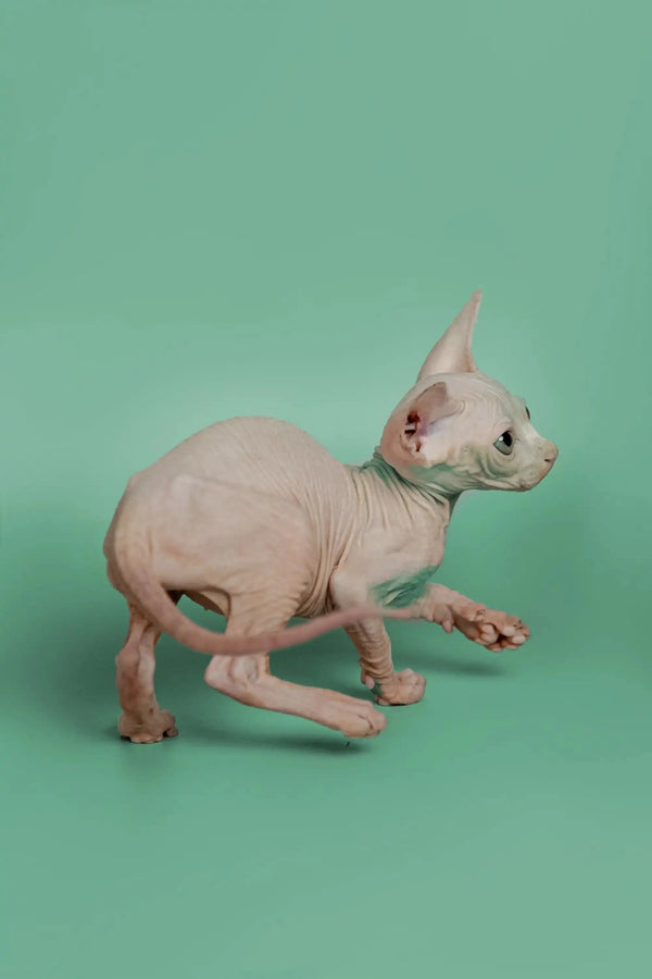 Cute Hairless Sphynx kitten with wrinkled pink skin and big ears ready for love