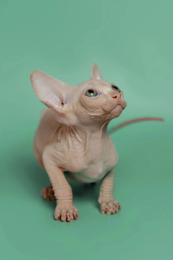 Sphynx kitten with large ears and wrinkled skin sitting against a green backdrop
