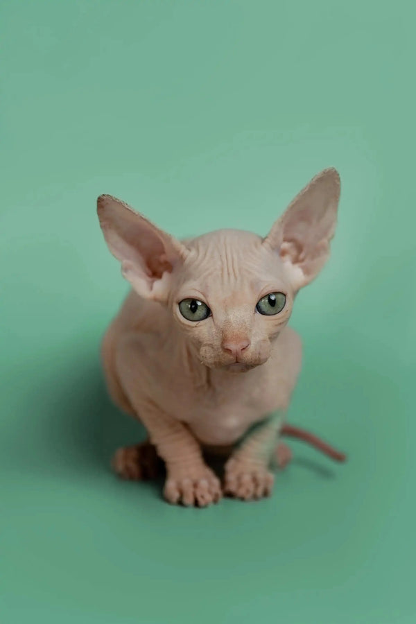 Adorable Hairless Sphynx kitten named Star with big ears and wrinkled skin